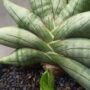 Sansevieria Inti Mini
