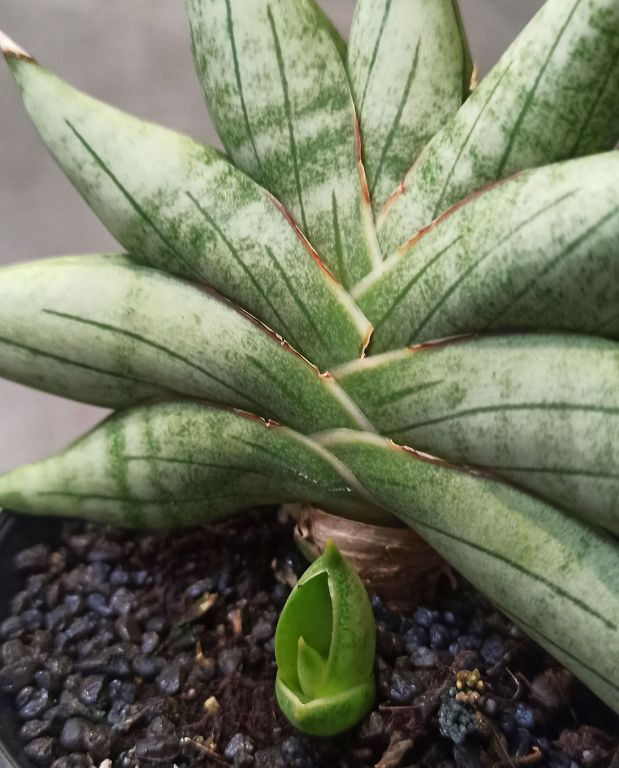Sansevieria Inti Mini