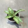 Sansevieria kirkii Cleopatra