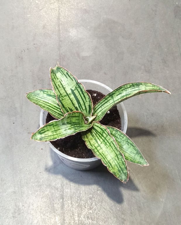 Sansevieria kirkii Cleopatra
