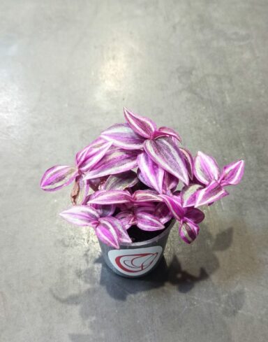 Tradescantia Pink Paradise
