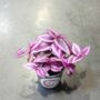 Tradescantia Pink Paradise