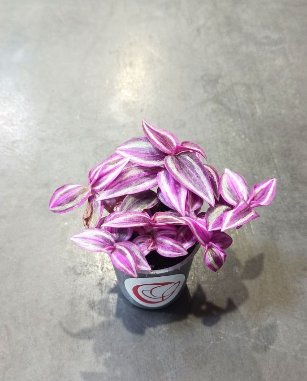 Tradescantia Pink Paradise