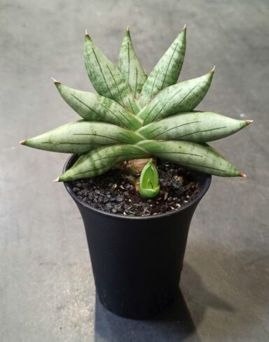 Sansevieria Inti Mini