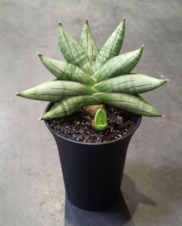Sansevieria Inti Mini