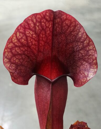 Sarracenia Catesbaei alternative