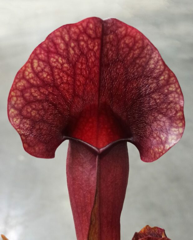 Sarracenia Catesbaei
