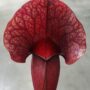 Sarracenia Catesbaei