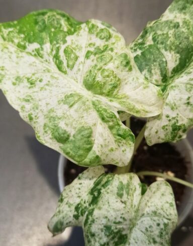 Alocasia Macrorrhiza Splash alternative
