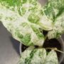 Alocasia Macrorrhiza Splash feuillage panaché vert et jaune