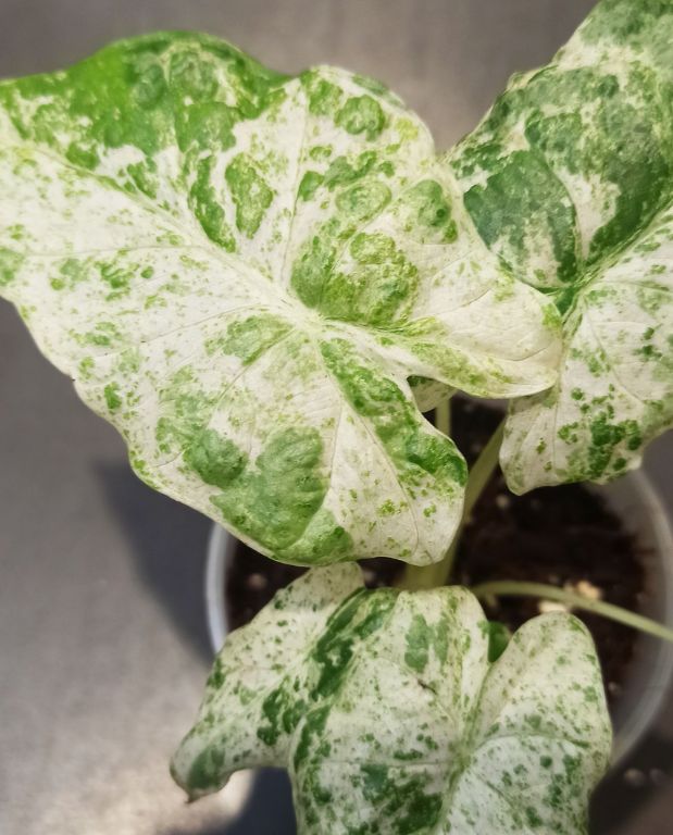 Alocasia Macrorrhiza Splash feuillage panaché vert et jaune