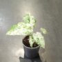 Alocasia Macrorrhiza Splash dans pot transparent taille M
