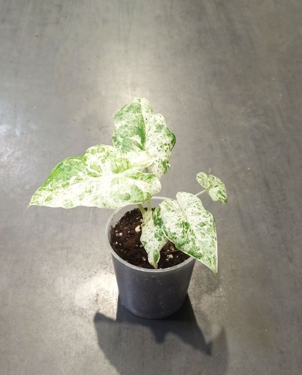 Alocasia Macrorrhiza Splash dans pot transparent taille M