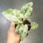 Alocasia Macrorrhiza Splash gros plan dans main