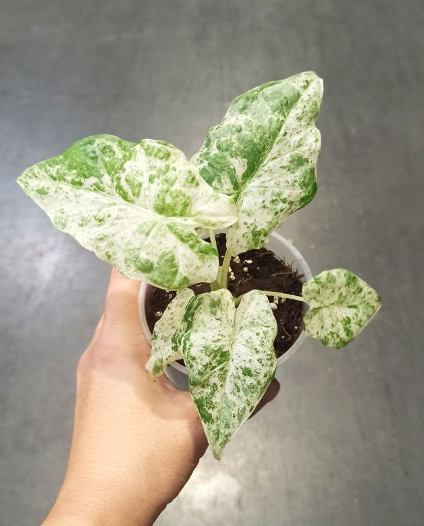 Alocasia Macrorrhiza Splash gros plan dans main
