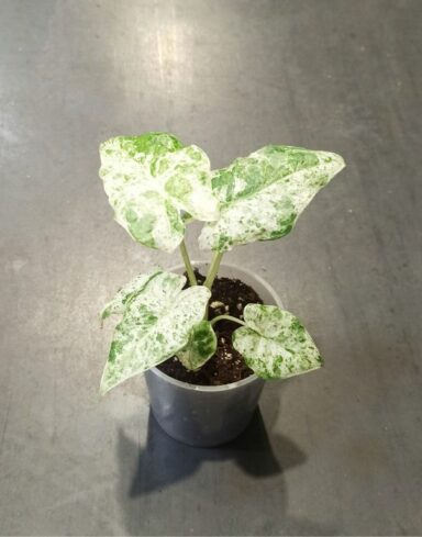 Alocasia Macrorrhiza Splash plante rare tropicale d'intérieur