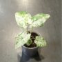 Alocasia Macrorrhiza Splash plante rare tropicale d'intérieur