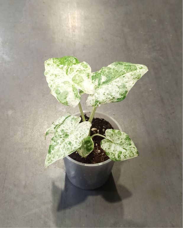 Alocasia Macrorrhiza Splash plante rare tropicale d'intérieur
