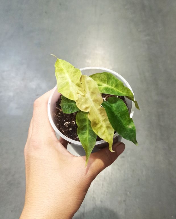 Alocasia Polly Variegata Aurea plante d'intérieur rare en pot transparent taille S