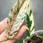 Ficus Sagittata Pink Variegata zoom feuillage panaché rose et jaune