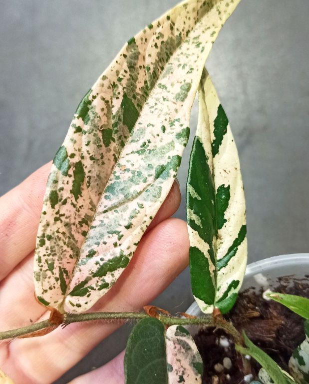 Ficus Sagittata Pink Variegata zoom feuillage panaché rose et jaune