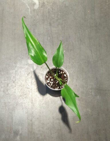 Monstera Burle Marx Flame alternative