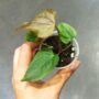 Anthurium Queen of Heart