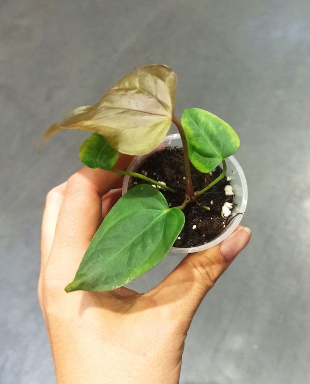 Anthurium Queen of Heart