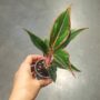 Aglaonema Jungle red