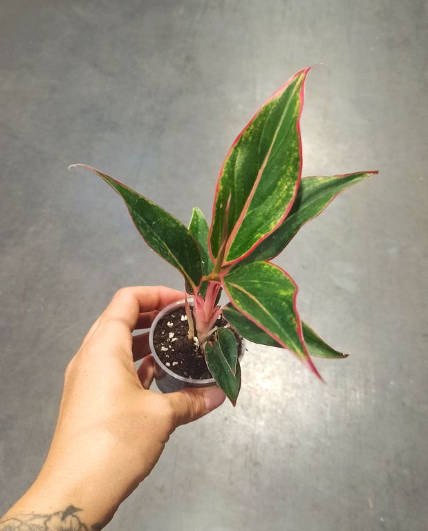 Aglaonema Jungle red