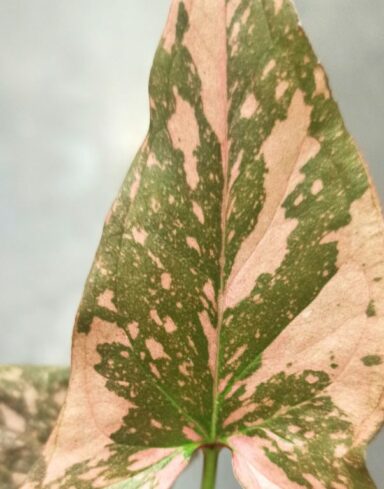Syngonium Pink Splash alternative