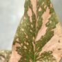 Syngonium Pink Splash gros plan du feuillage