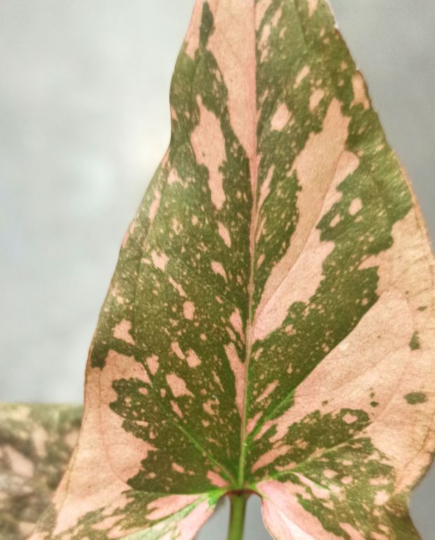 Syngonium Pink Splash gros plan du feuillage
