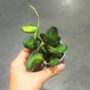 Hoya burtoniae variegata