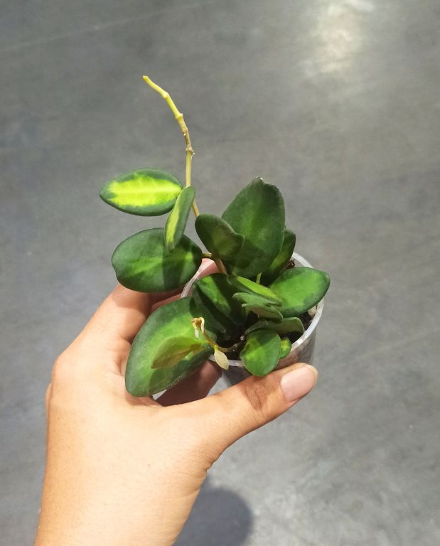 Hoya burtoniae variegata