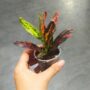 Codiaeum Red Batik