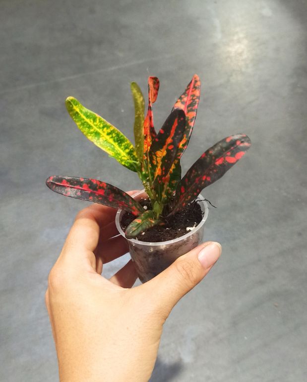 Codiaeum Red Batik