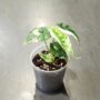 Alocasia Dragon Scale Albo Variegata feuillage texturé écaille de dragon vert et blanc