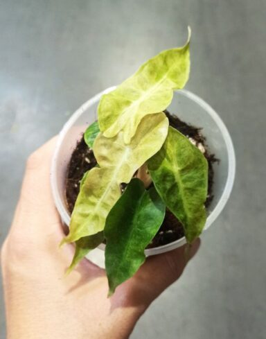 Alocasia Polly Variegata Aurea alternative