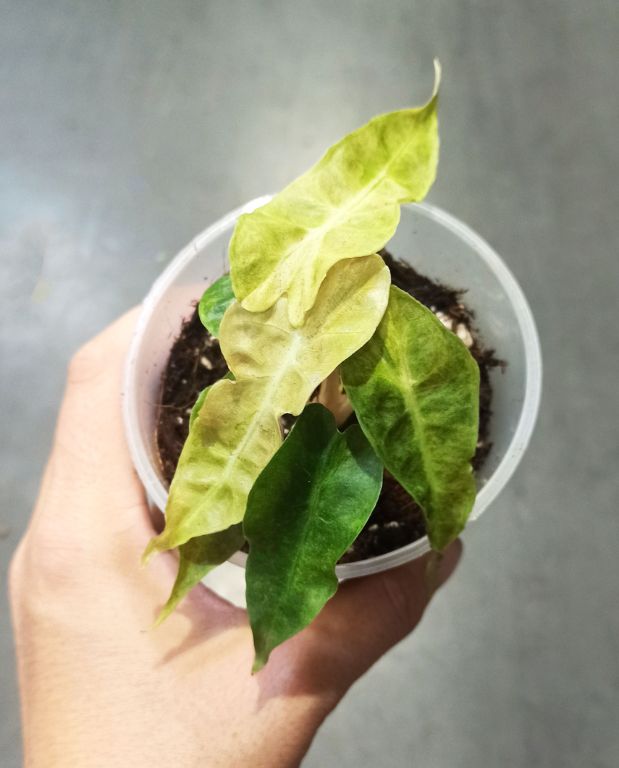 Alocasia Polly Variegata Aurea