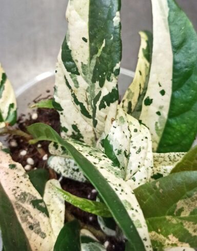 Ficus Sagittata Pink Variegata alternative