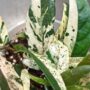 Gros plan Ficus Sagittata Pink Variegata plante d'intérieur rare
