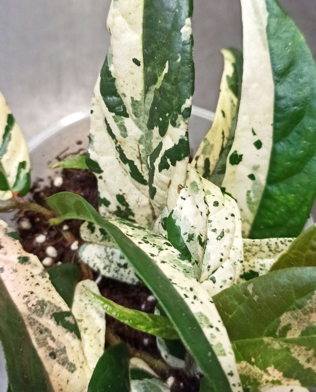 Gros plan Ficus Sagittata Pink Variegata plante d'intérieur rare