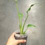 Monstera Burle Marx Flame dans la main