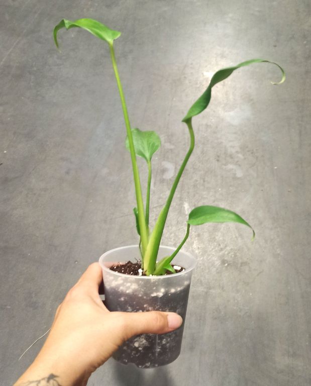 Monstera Burle Marx Flame dans la main