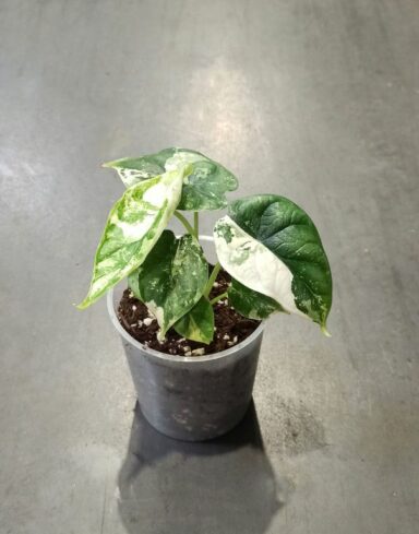 Alocasia Dragon Scale Albo Variegata en pot transparent taille S