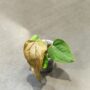 Anthurium Queen of Heart