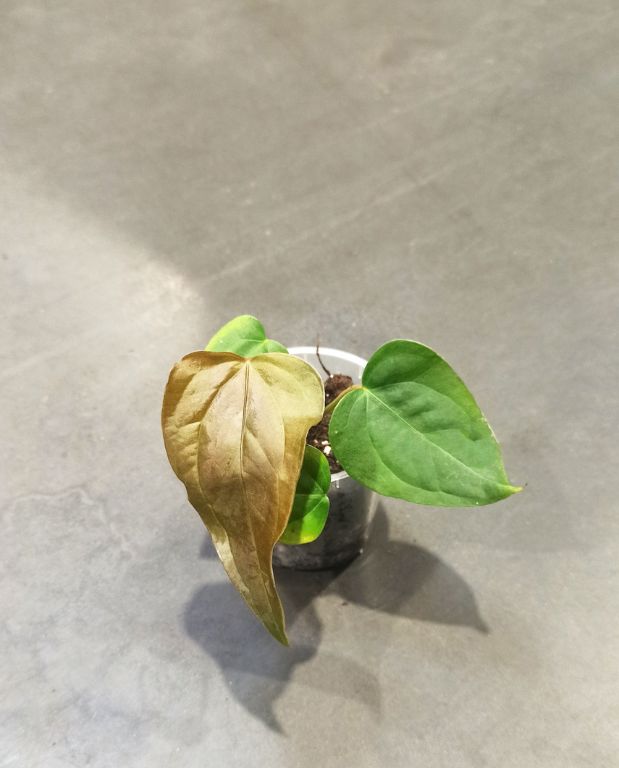 Anthurium Queen of Heart