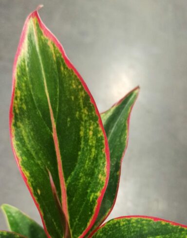 Aglaonema Jungle Red alternative
