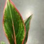 Aglaonema Jungle red